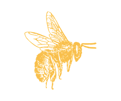 dessin abeille jaune-1.png